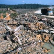 Natürliche Ressourcen werden  von Unternehmen immer noch als kostenloses Gut wahrgenommen. Wälder, wie  hier in Indonesien, rücksichtslos abgeholzt.